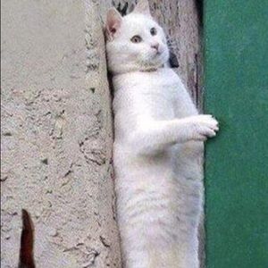 Meet your Posher, Raphael